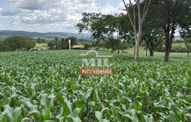 Imagem: A fazenda possui 500m² de Área e está localizado em Guapó