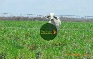 Imagem: A fazenda possui 58000000m² de Área e está localizado em