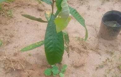 Imagem: O terreno possui 2000m² de Área e está localizado em Franca