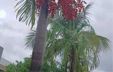 Imagem 13: CASA DE PRAIA, PÉ NA AREIA, COM PISCINA E MUITA ÁREA VERDE EM ITACIMIRIM
