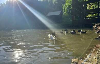 Imagem 10: Excelente Sítio à venda com 4.8 hectares em Linha Olinda. Nova Petrópolis...