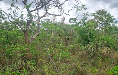 Imagem 6: Fazenda 2.750 hectares valor 8.250.000