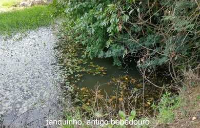 Imagem 10: Sítio Chácara 20.000m2 Aceito Carro e Casa Artur Nogueira Rico em Água Fundos Poquinha