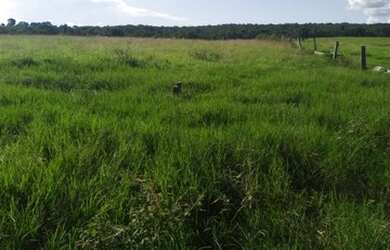 Imagem: A fazenda está localizado em Montes Claros de Goiás, GO à