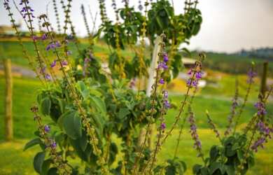 Imagem 7: Terreno de 1400 m² no Residencial Jequitiba Guararema/Jacarei