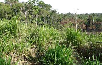 Imagem 6: Area rural 200 hectares. 200m² de Área