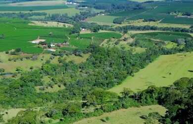 Imagem 9: Sítio 57hectares Café Arábica Jeriquara