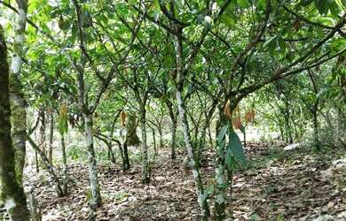 Imagem: A fazenda possui 250.000m² de Área Privada e está localizado