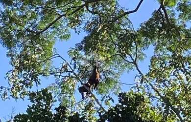 Imagem 6: Chácara com vista e riacho na Serra Gaúcha