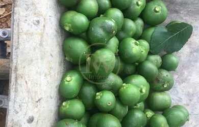 Imagem 15: Chácara em Zona Rural - Bela Vista de Goiás, GO