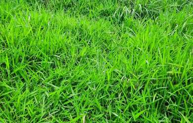 Imagem 5: Sitio 22 hectares valor 195.000