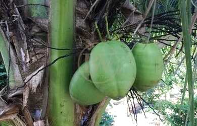 Imagem 13: Chácara em Zona Rural - Bela Vista de Goiás, GO