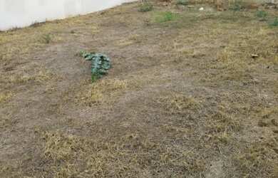 Imagem 3: Terreno no Vigilato Pereira