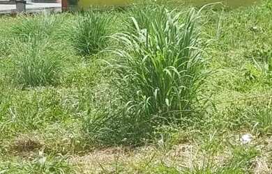 Imagem 3: Lote Comercial Setor Andréia 452m²