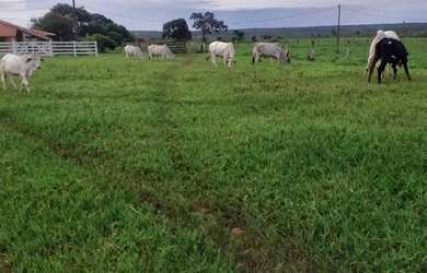 Imagem: A fazenda e está localizado em Major Prates, Montes Claros