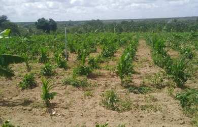 Imagem 5: Linda fazenda com 165 há e uma estrutura de primeira qualidade