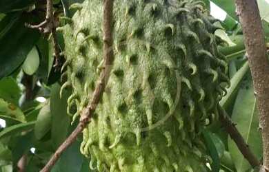 Imagem 14: Chácara em Zona Rural - Bela Vista de Goiás, GO