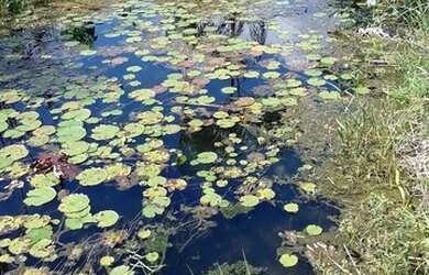 Imagem 2: Linda fazenda com 165 há e uma estrutura de primeira qualidade