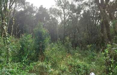 Imagem: O terreno possui 450m² de Área e está localizado em Carniel