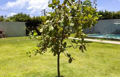 Imagem 12: CASA DE PRAIA, PÉ NA AREIA, COM PISCINA E MUITA ÁREA VERDE EM ITACIMIRIM