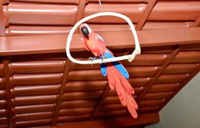 Imagem 12: Casa de aluguel para Temporada - Luiz Alves - Rio Araguaia