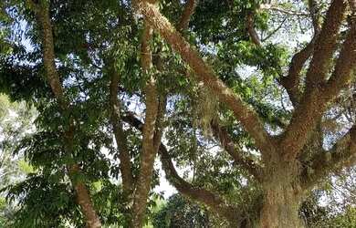 Imagem 6: 114971 CHACRINHA OU TERRENO RURAL NA BEIRA DO RIO COM FIBRA ÓTICA , LUZ...