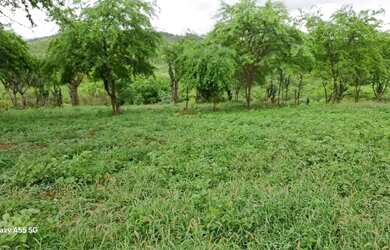 Imagem 8: FAZENDA EM BOA VISTA DO TUPIM - 1200 TAREFAS