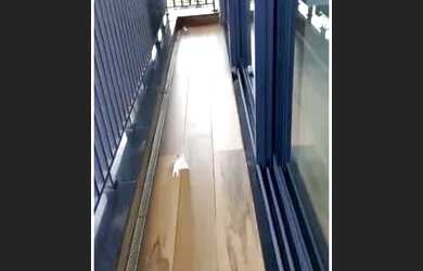 Imagem 7: Apartamento Ribeirão Preto Jardim olhos d x27 água