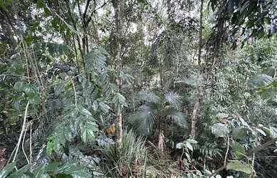 Imagem 10: Terreno à venda, 525 m² por R$ 235.000,00 - Souza Cruz - Brusque/SC