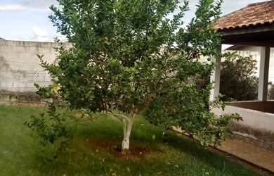 Imagem 9: Venda Chacara Pilar do Sul Centro Ref 155229