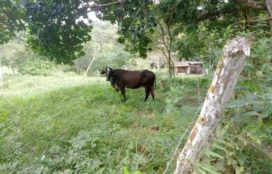 Imagem: A fazenda possui 74.000m² de Área e está localizado em Governador