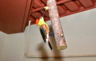 Imagem 11: Casa de aluguel para Temporada - Luiz Alves - Rio Araguaia