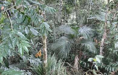 Imagem 3: Terreno à venda, 525 m² por R$ 235.000,00 - Souza Cruz - Brusque/SC