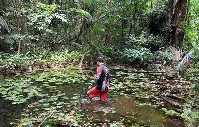 Imagem 2: Vendo 1300ha em Icatu, MA