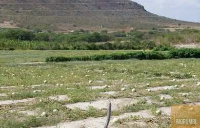 Imagem: A fazenda possui 16.000m² de Área e está localizado em Abaré