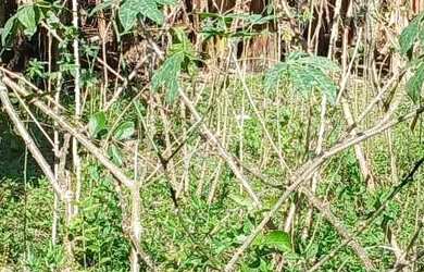 Imagem 4: Linda chacara com ribeirao casa pitoresca apenas 123 mil.reais