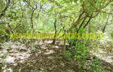 Imagem 4: Sítio 2,50 hectares, muita água, entre Uberlândia e Monte Alegre