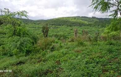 Imagem 11: FAZENDA EM BOA VISTA DO TUPIM - 1200 TAREFAS