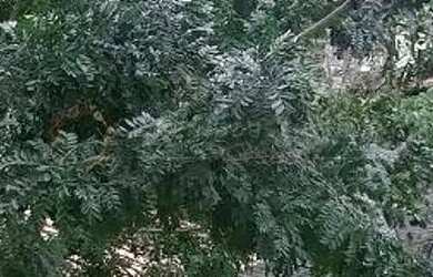 Imagem 14: OPEN HOUSE VENDE CASA NO CONDOMINIO