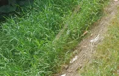 Imagem 2: Casa na cabanagem. 1 Banheiro