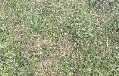 Imagem 4: Vende-se fazenda 173hectares e presidente Olegário