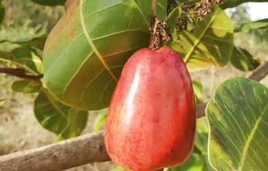 Imagem: A chácara está localizado em Centro, Iranduba à venda por