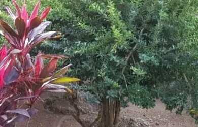 Imagem 5: Excelente casa no Porto do Rosa - São Gonçalo- RJ