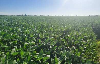 Imagem 7: Sitio 18 ectares valor 800.000