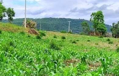 Imagem 10: Sítio / Chácara para Venda em Nova Petrópolis, Nove Colonias