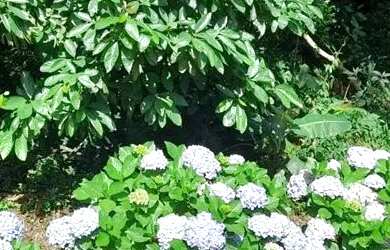 Imagem: O terreno possui 923m² de Área e está localizado em Roseira