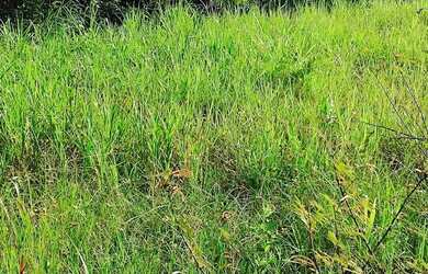 Imagem 13: A M IMOVEIS VENDE EXELENTE FAZENDA COM 13 ALQUEIRES MINAÇU-GO