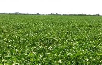 Imagem: A fazenda está localizado em Setor Central, Goiânia à venda