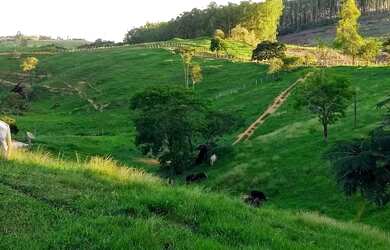 Imagem 11: Fazenda 120 Alqueires - Fundão