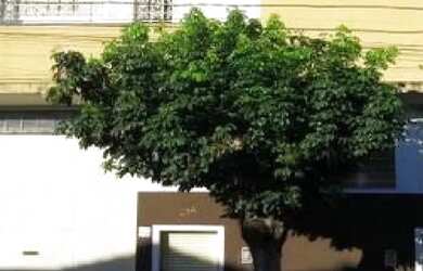 Imagem: Casa Sobrado em Campos Elíseos - Ribeirão Preto